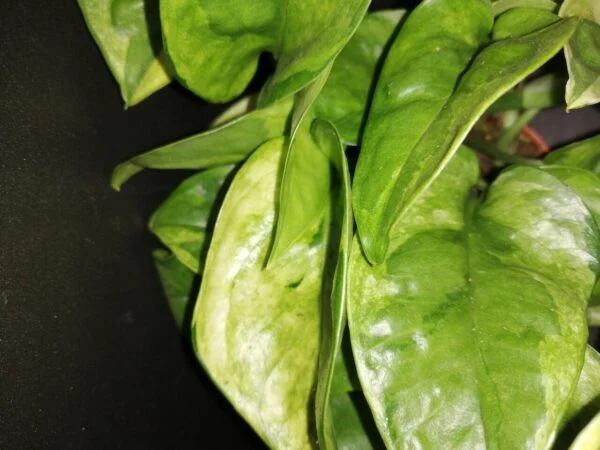 Epipremnum Lemon Joy, foto 2
