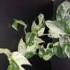 Epipremnum Marble Variegata