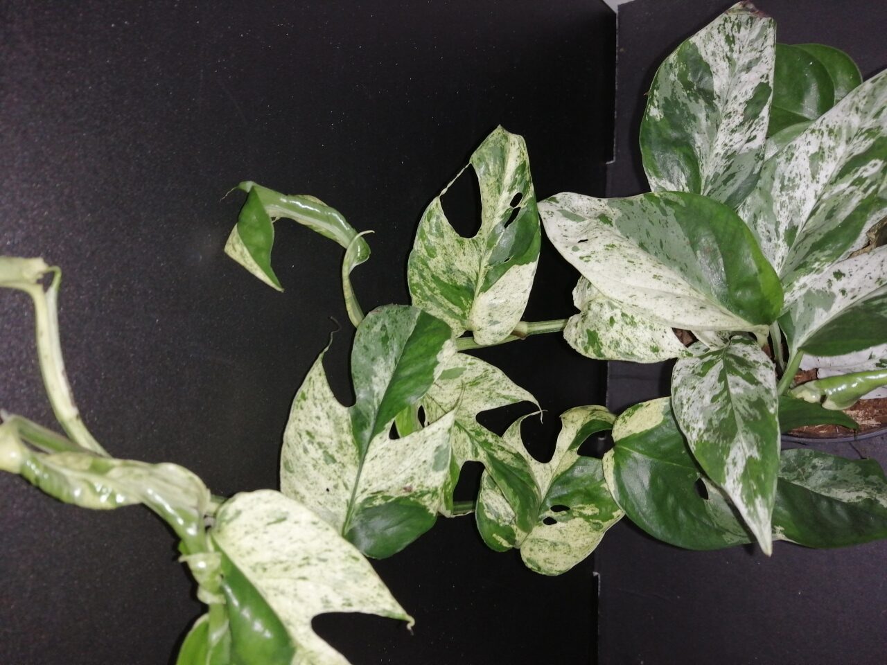 Epipremnum Marble Variegata