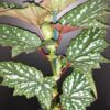 Begonia Sherwood Forest