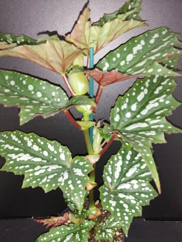 Begonia Sherwood Forest, pianta da interno e da esterno