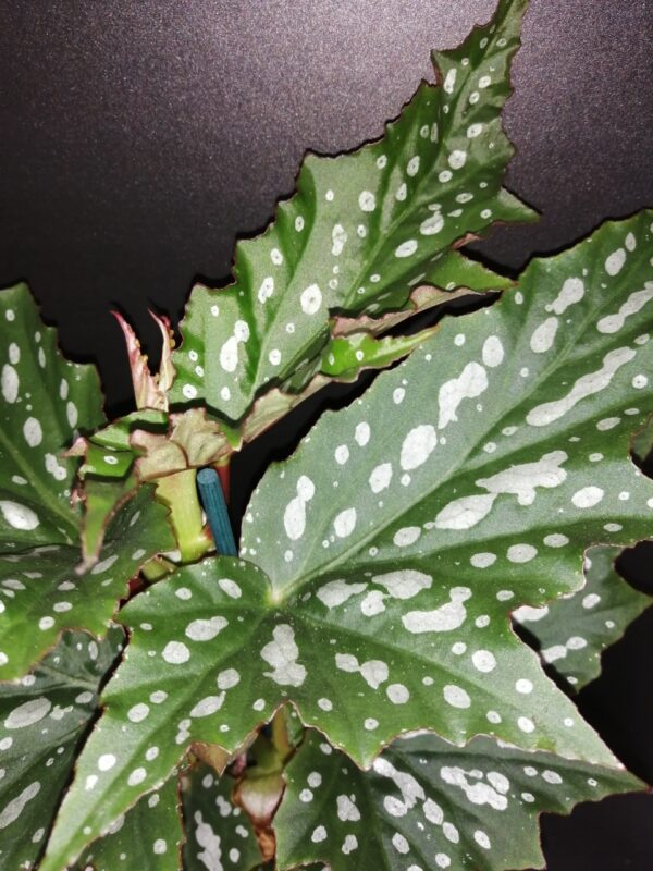 Begonia Sherwood Forest, foto 2