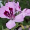 Pelargonium Cophtorne, pianta da esterno