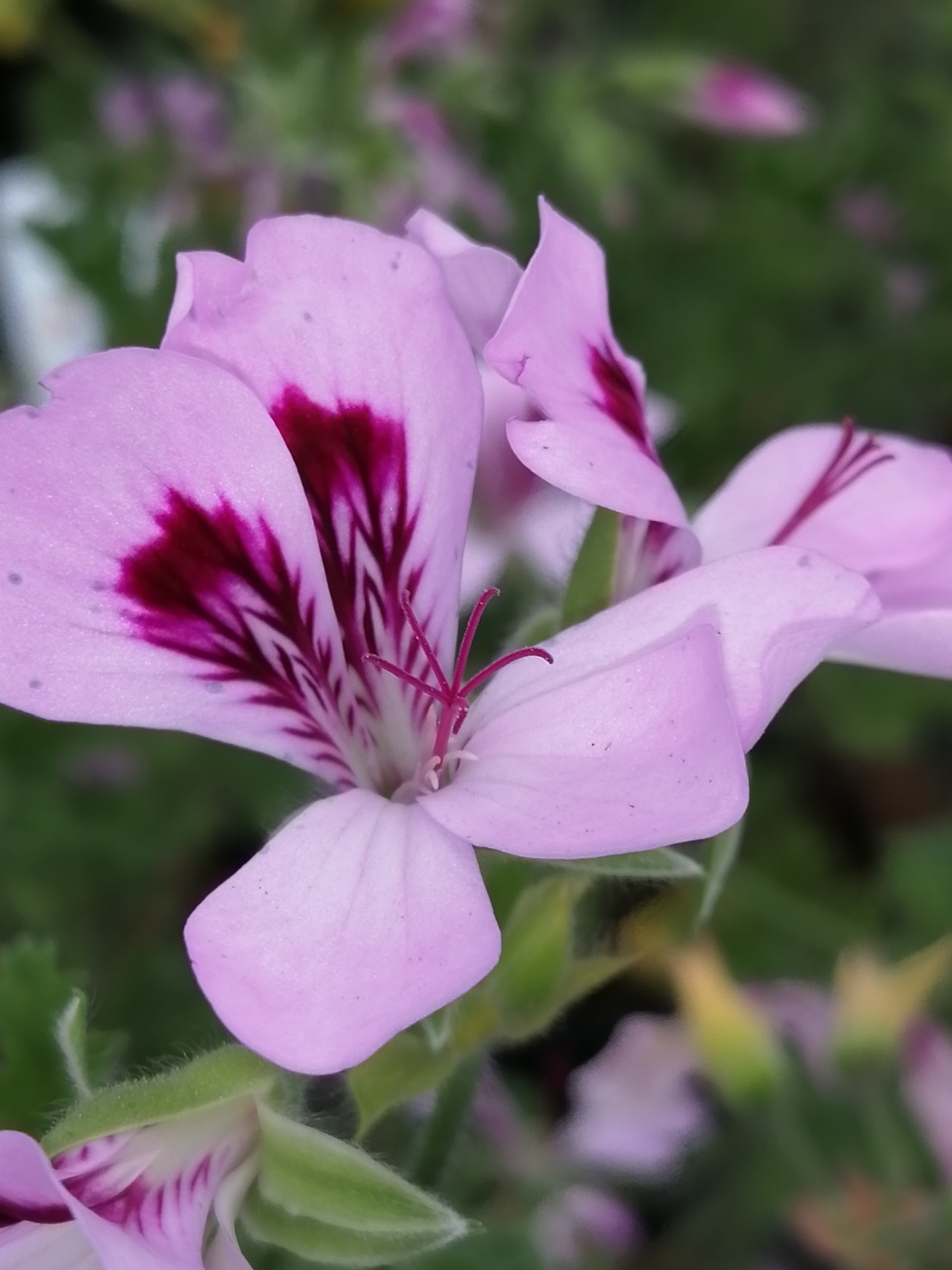 Pelargonium Cophtorne