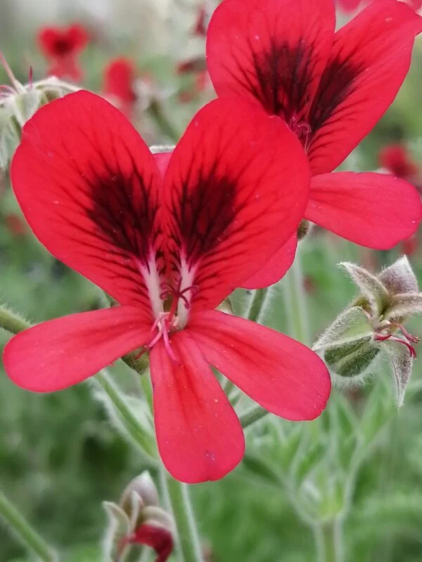 Pelargonium Aurore Unique, foto 2