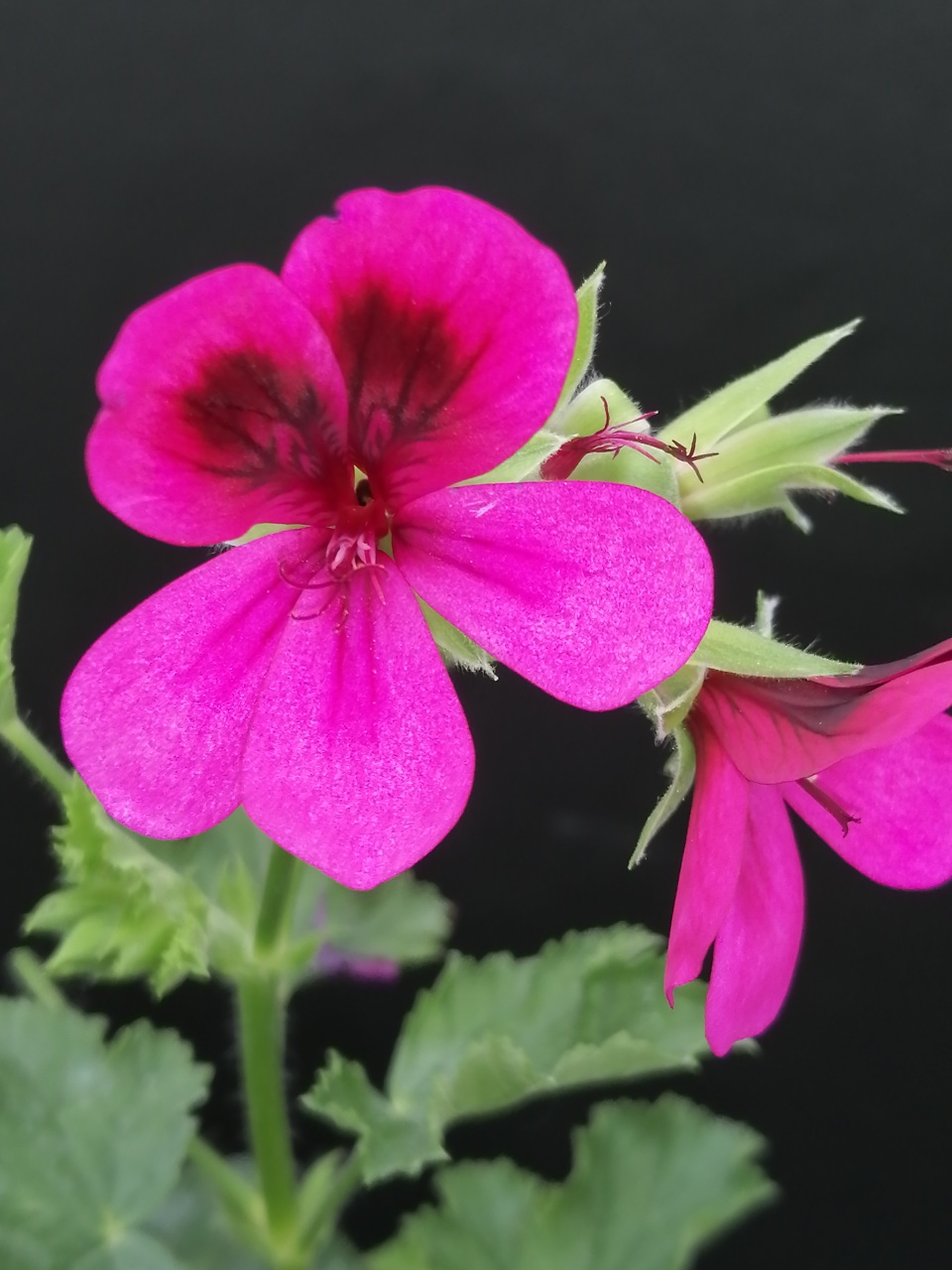 Pelargonium Ashby