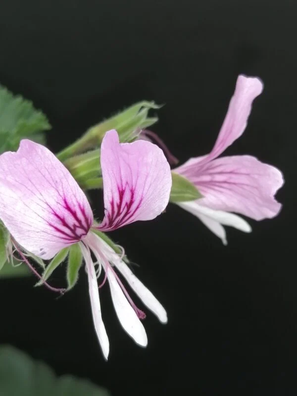 Pelargonium cordifolium, foto 2