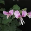 Pelargonium cordifolium, pianta da esterno