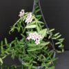 Hoya engleriana, pianta da interno