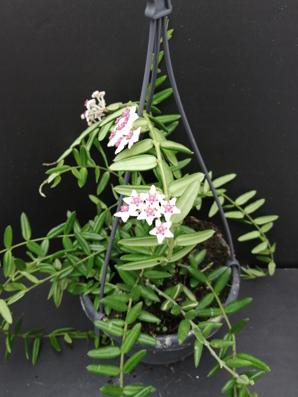Hoya engleriana