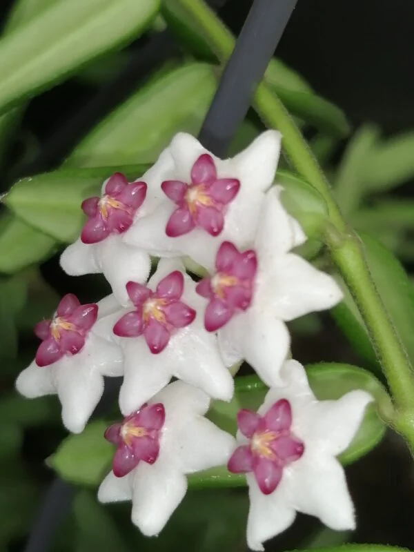 Hoya engleriana, foto 3