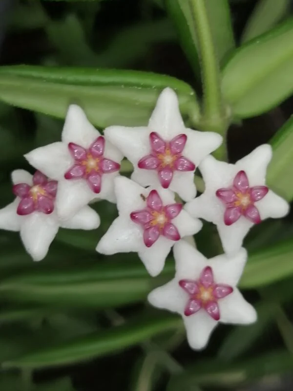 Hoya engleriana, foto 2