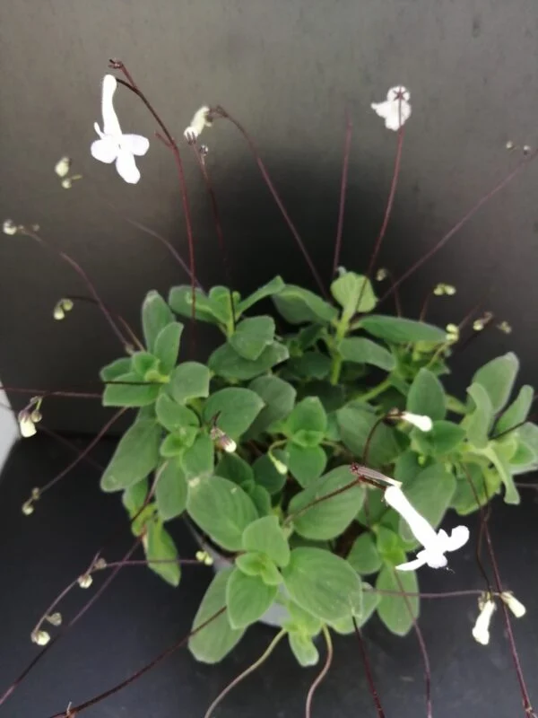 Streptocarpus saxorum White Butterfly, foto 2