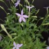 Isotoma axillaris, pianta da esterno