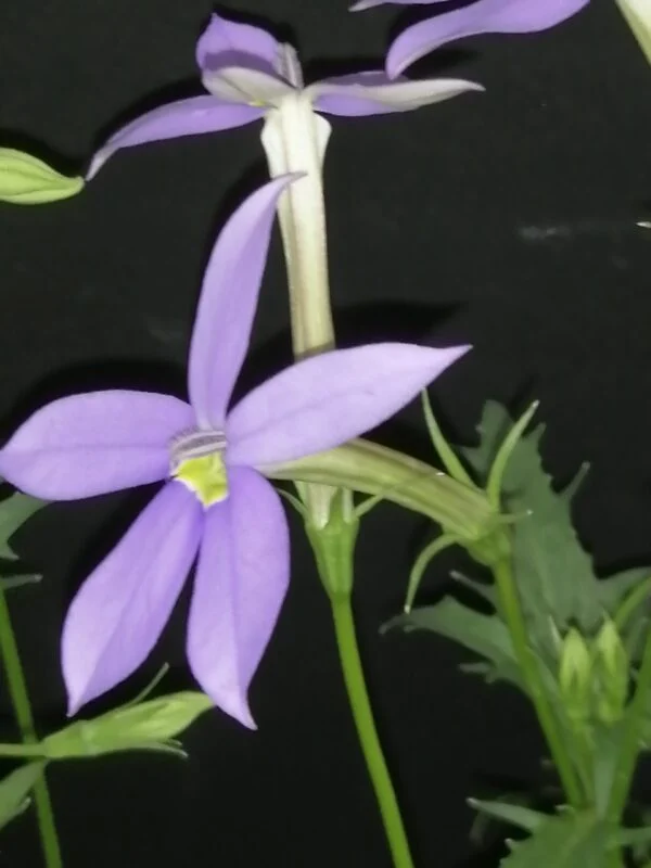 Isotoma axillaris, foto 3
