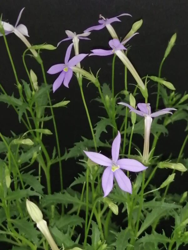 Isotoma axillaris, foto 2