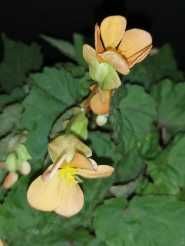 Begonia sutherlandii Papaya, foto 2