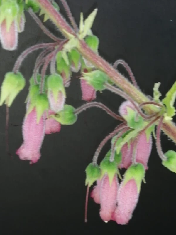 Sinningia sellovii, pianta da esterno