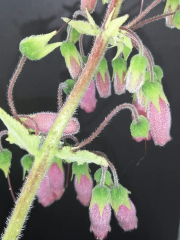 Sinningia sellovii, foto 2