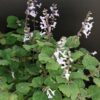 Plectranthus ernstii, pianta da interno e da esterno