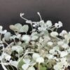 Dichondra  Silver Falls, pianta da esterno