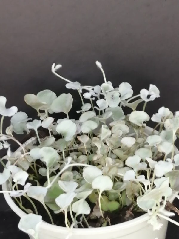 Dichondra  Silver Falls, pianta da esterno