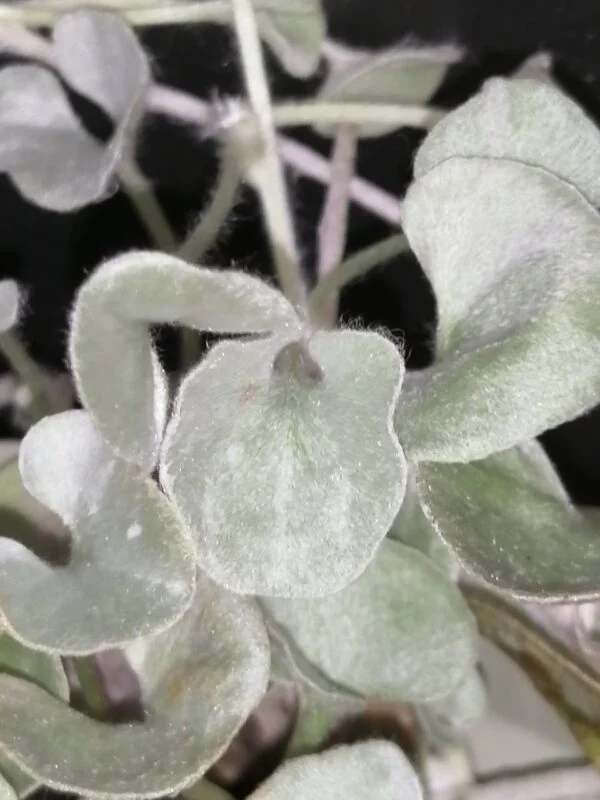 Dichondra Silver Falls, foto 2