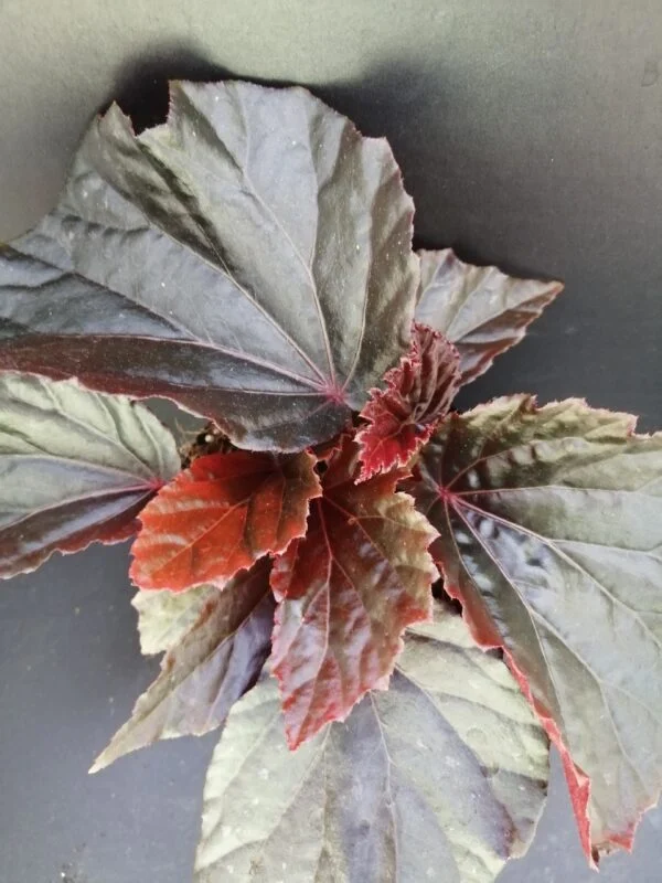 Begonia Black Cat, foto 3