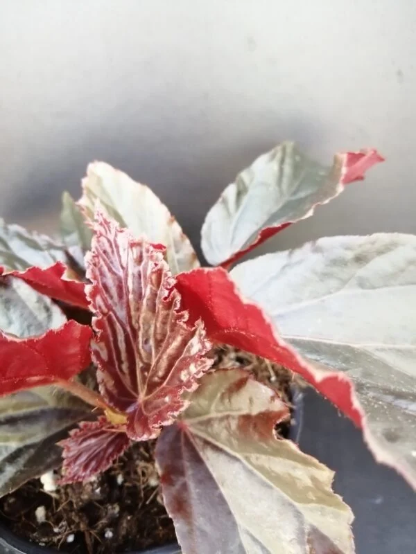 Begonia Black Cat, foto 2