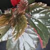 Begonia Black Cat, pianta da interno