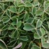 Oxalis tuberosa, pianta da esterno