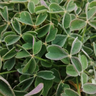 Oxalis tuberosa