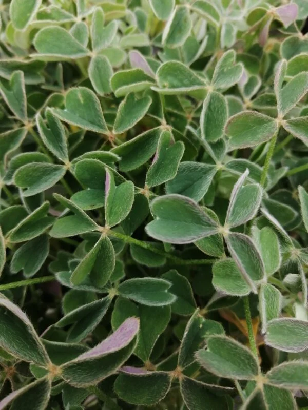 Oxalis tuberosa, pianta da esterno