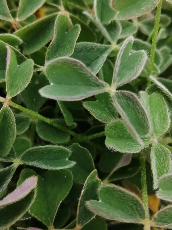 Oxalis tuberosa, foto 2