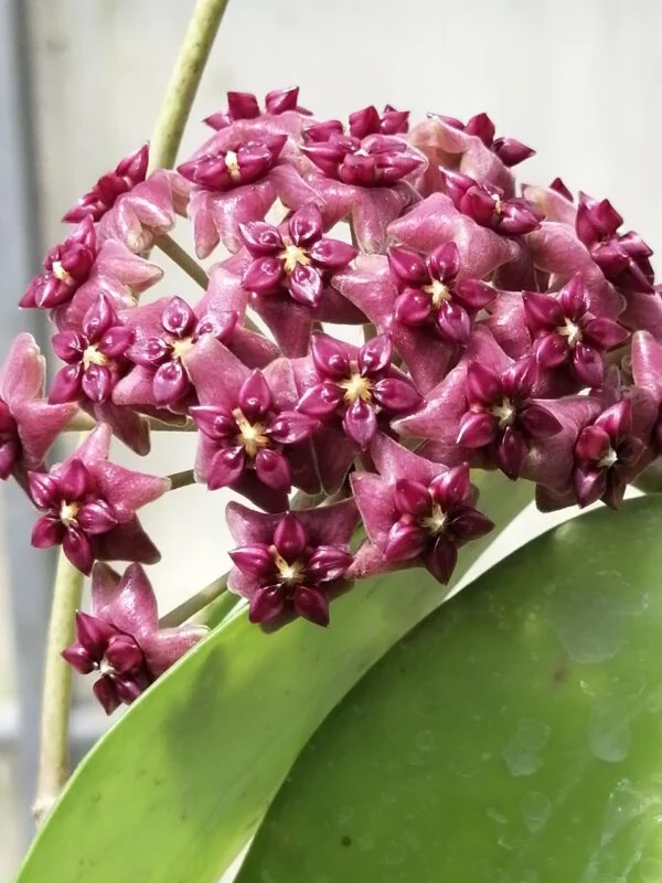 Hoya cinnamomifolia var. purpureofusca, foto 5