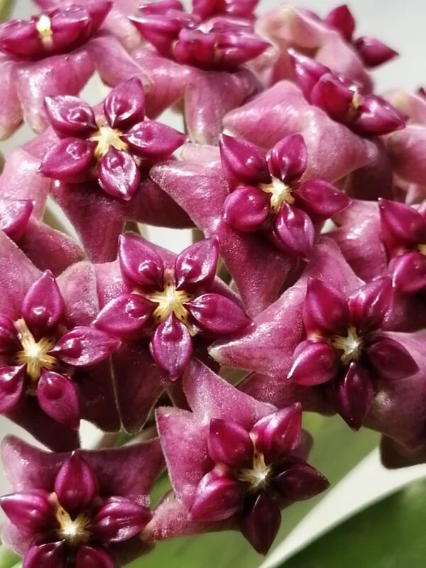 Hoya cinnamomifolia var. purpureofusca, foto 6