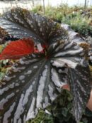 Begonia Down Home