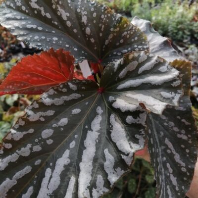 Begonia Down Home
