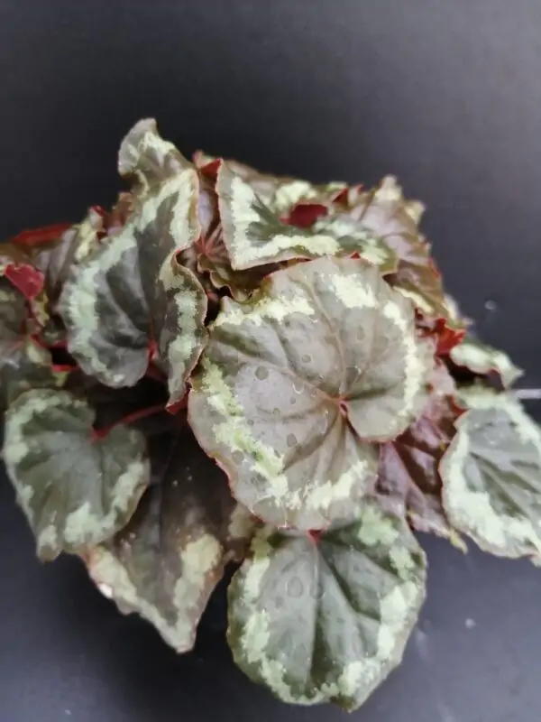 Begonia ignita, foto 2