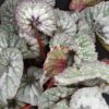 Begonia Super Universe, pianta da interno