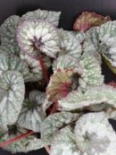Begonia Super Universe