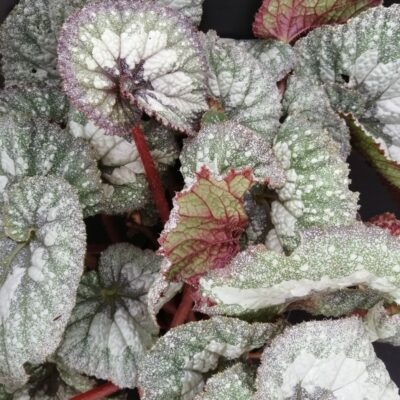 Begonia Super Universe
