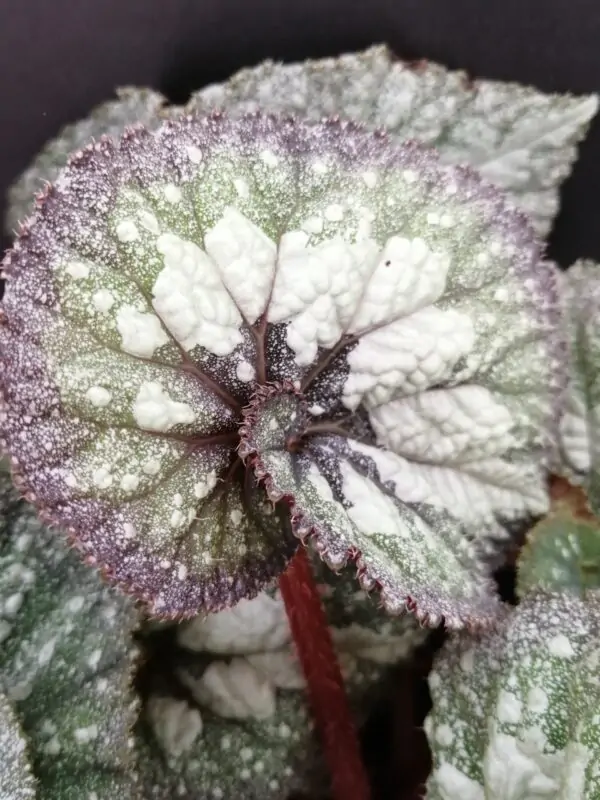 Begonia Super Universe, foto 2