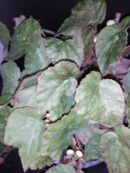 Begonia  U074