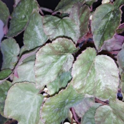 Begonia  U074