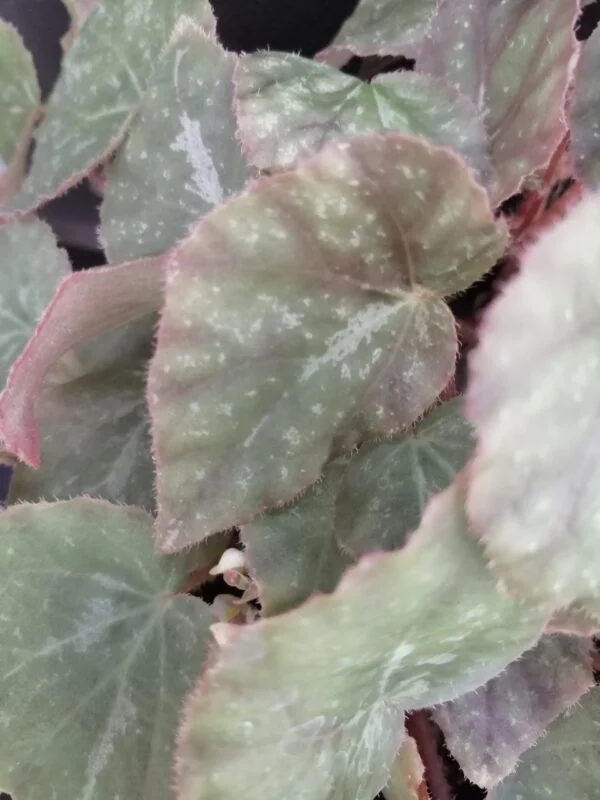Begonia U074, foto 5