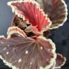 Begonia darthvaderiana