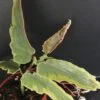 Begonia Dainty Spray Variegated, pianta da interno