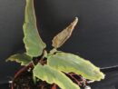 Begonia Dainty Spray Variegated