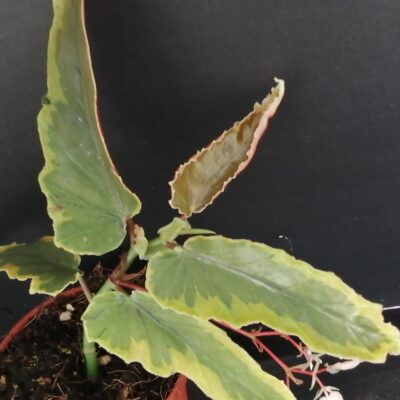 Begonia Dainty Spray Variegated